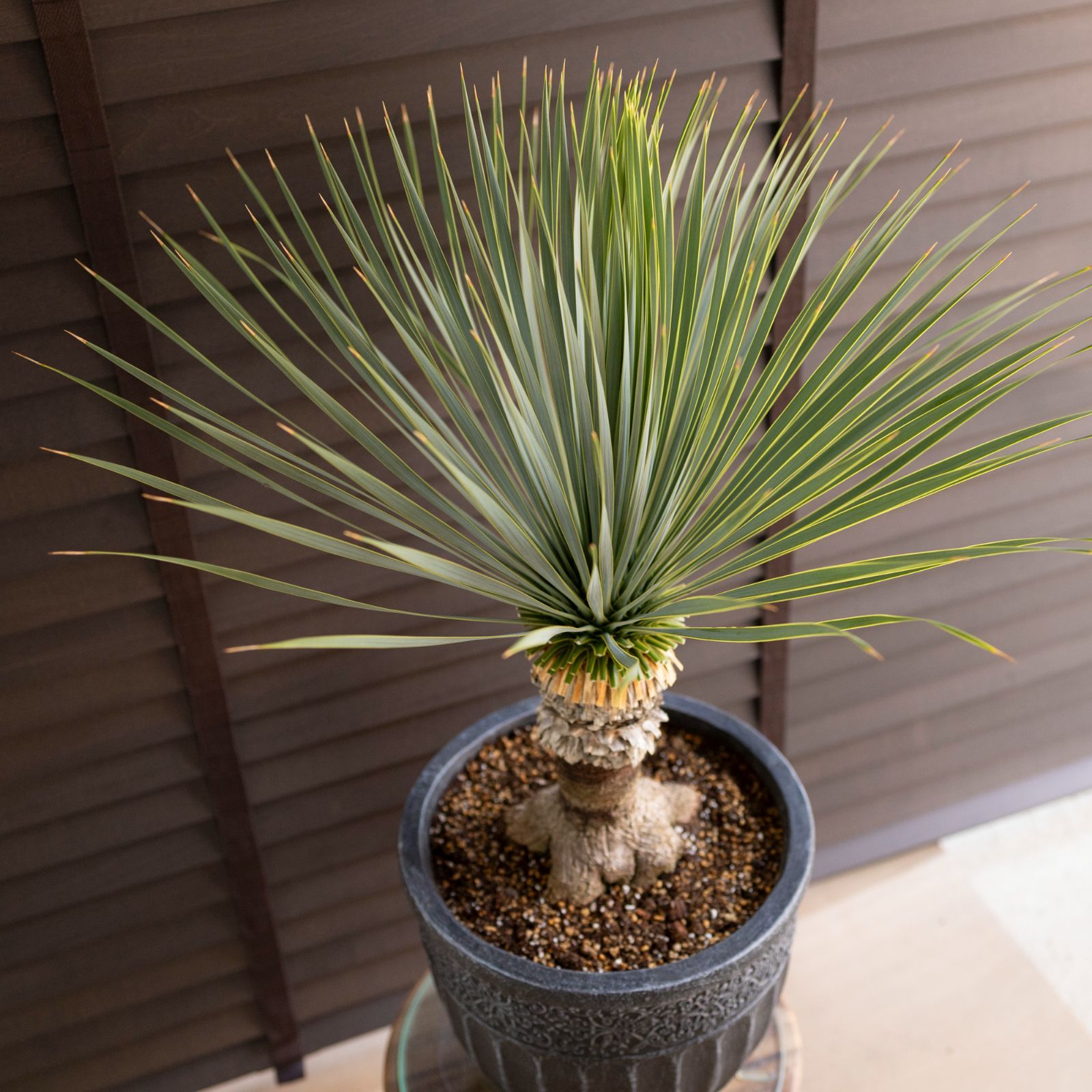 ユッカ、ロストラータ ユッカ ロストラータ Rostrata 9号 陶器鉢 観葉植物 ドライ