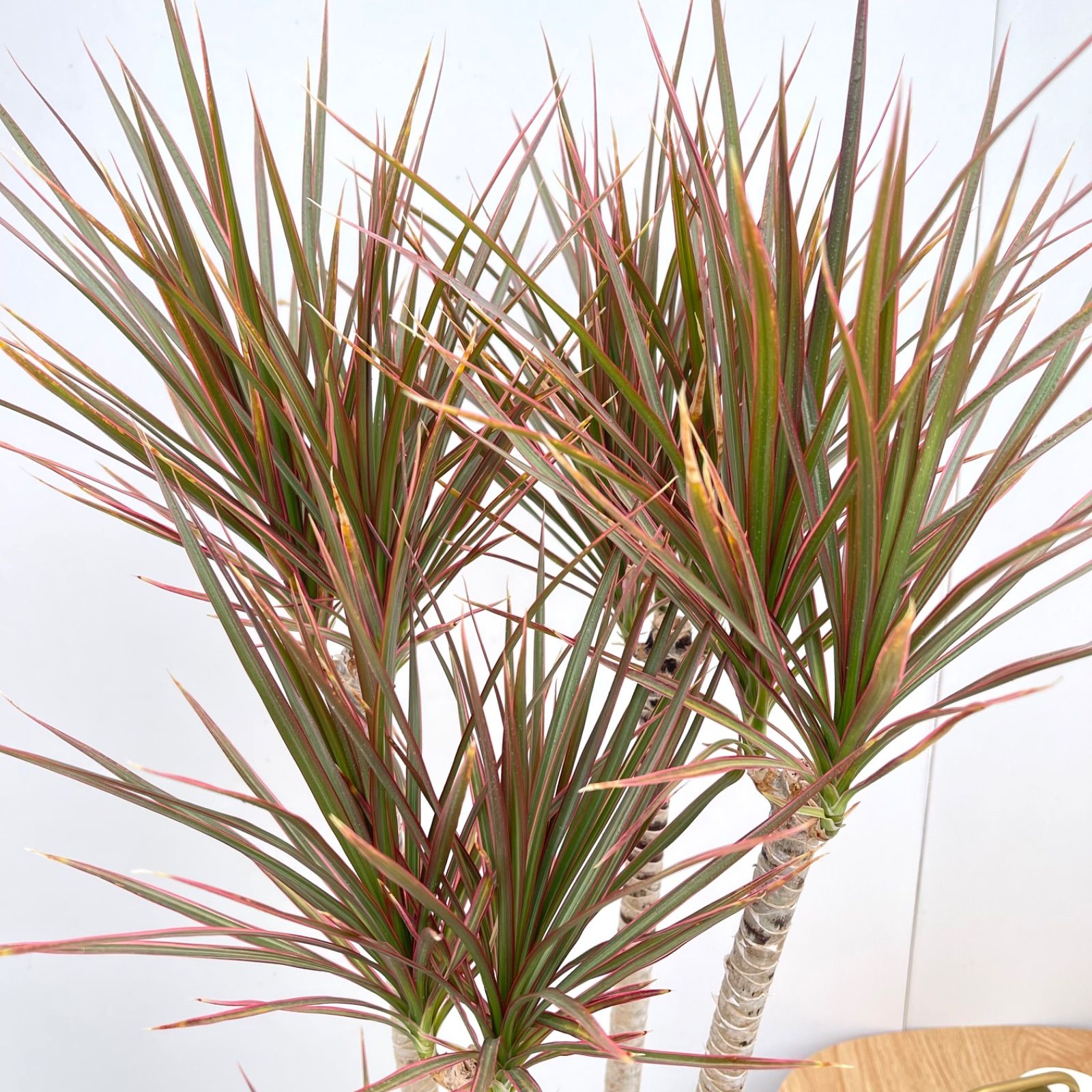 ドラセナ コンシンネ レインボー【現品】観葉植物 室内 大型 - メルカリ