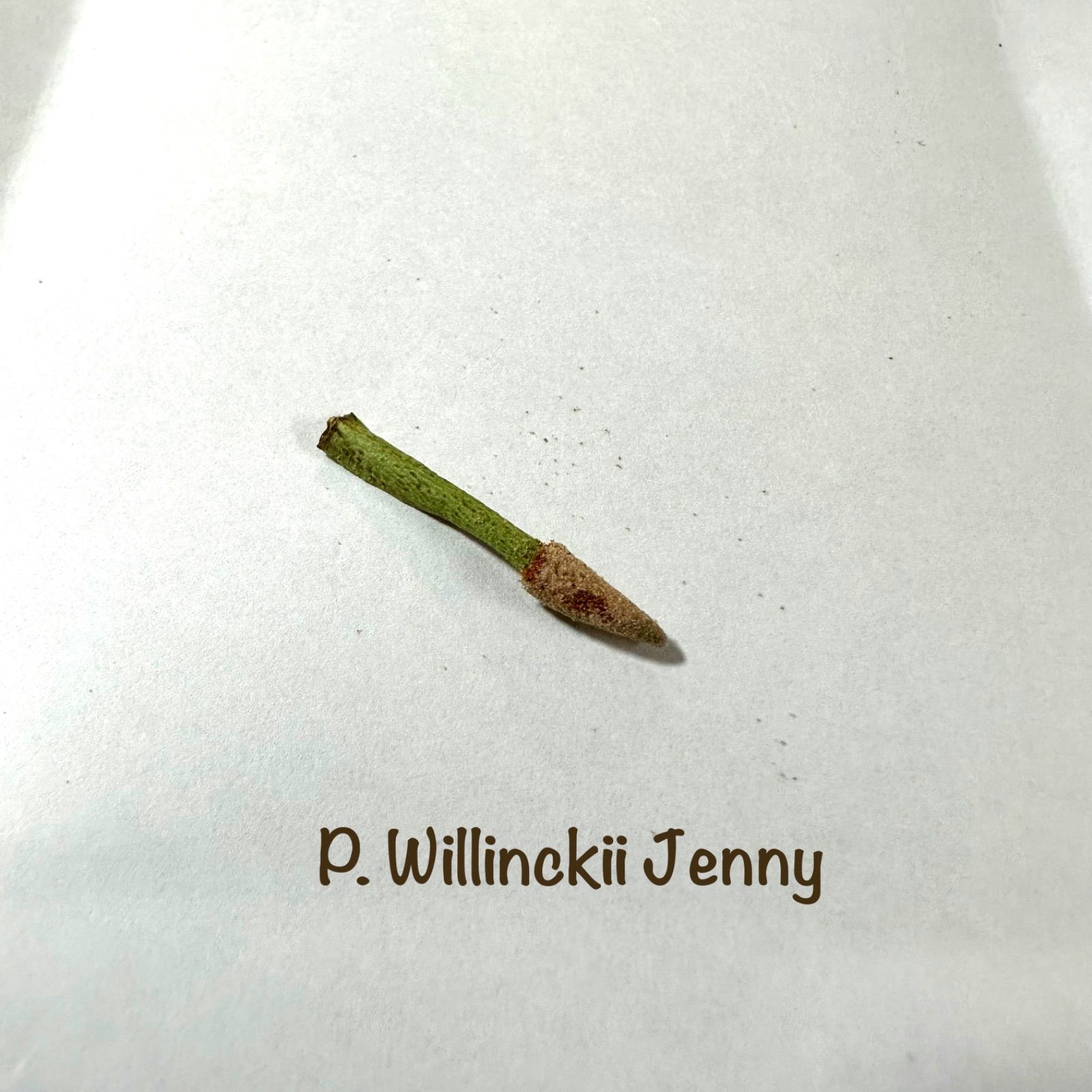 P. Willinckii Jenny 胞子 ビカクシダ ジェニー 胞子ウィリンキー