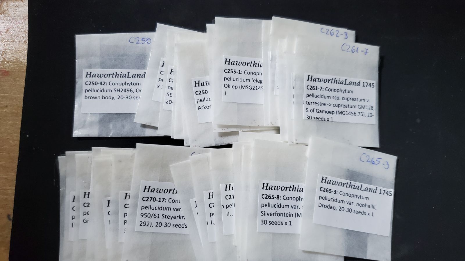 コノフィツム ペルシダム