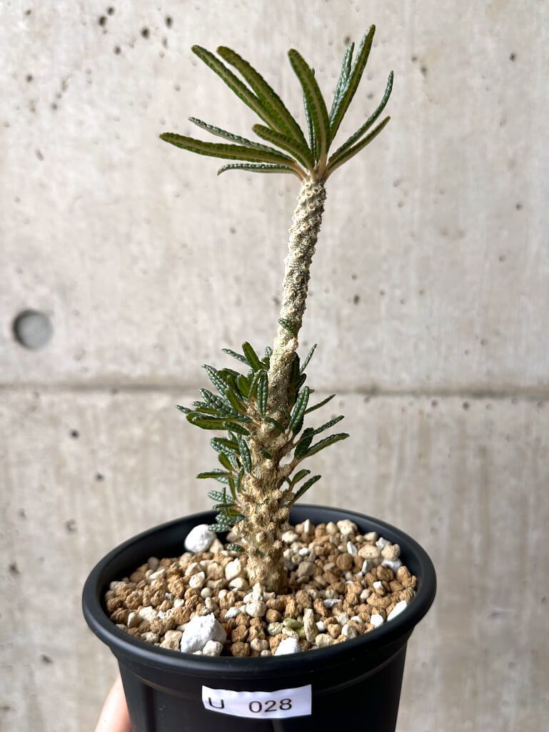 現品限り ドルステニア ギガス ブラータ 挿し木 発根済み U28 Dorstenia gigas bullata 植物 塊根植物 夏型 コーデックス