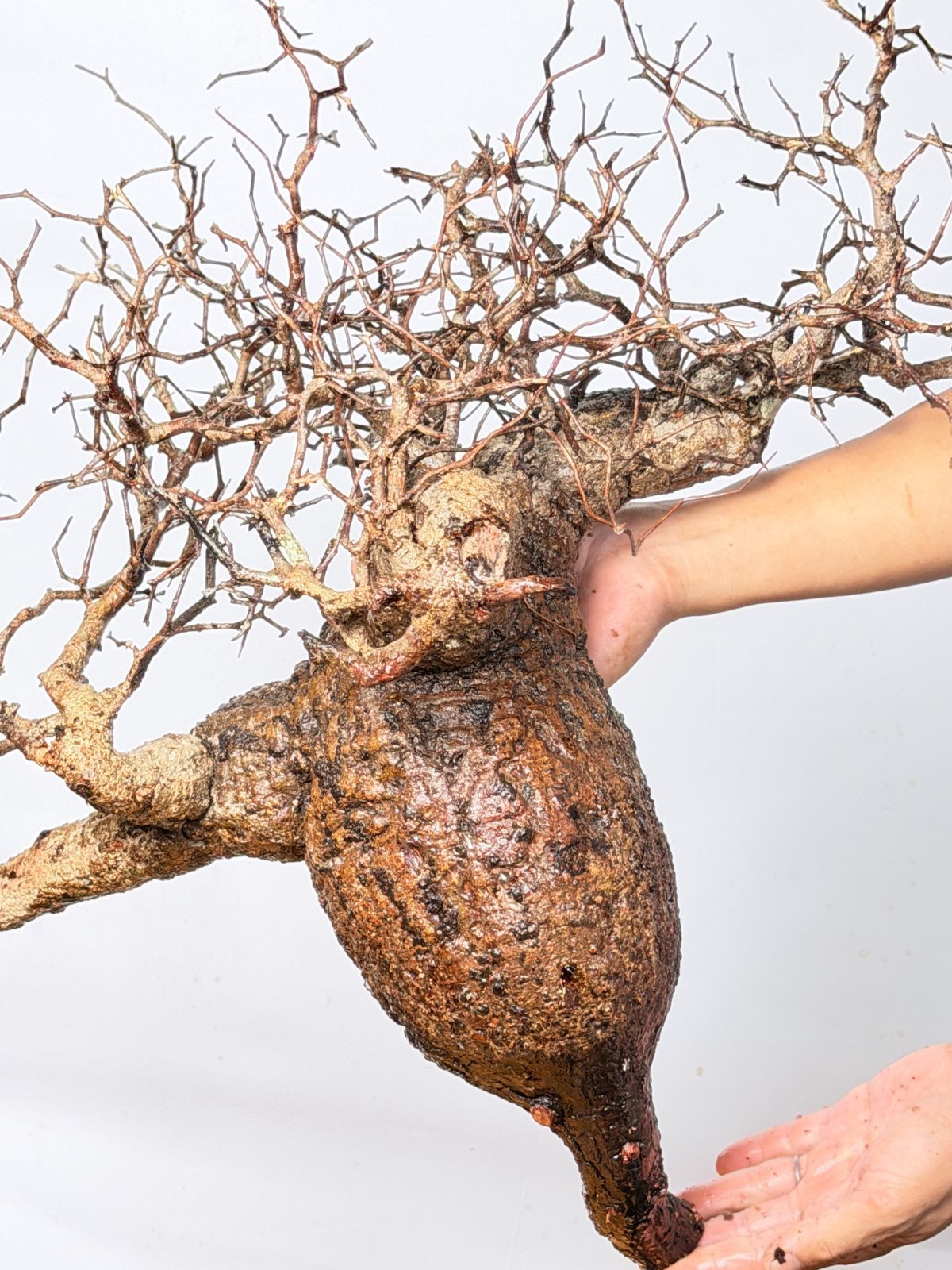 Madagascar オペルクリカリア