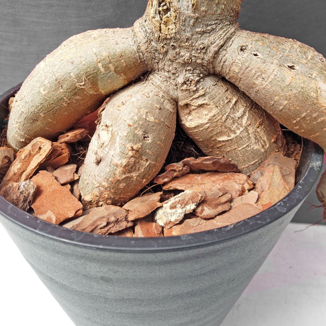 ガジュマル約1.5メートル/13号 ガジュマル約1.5メートル/13号 スポーツ