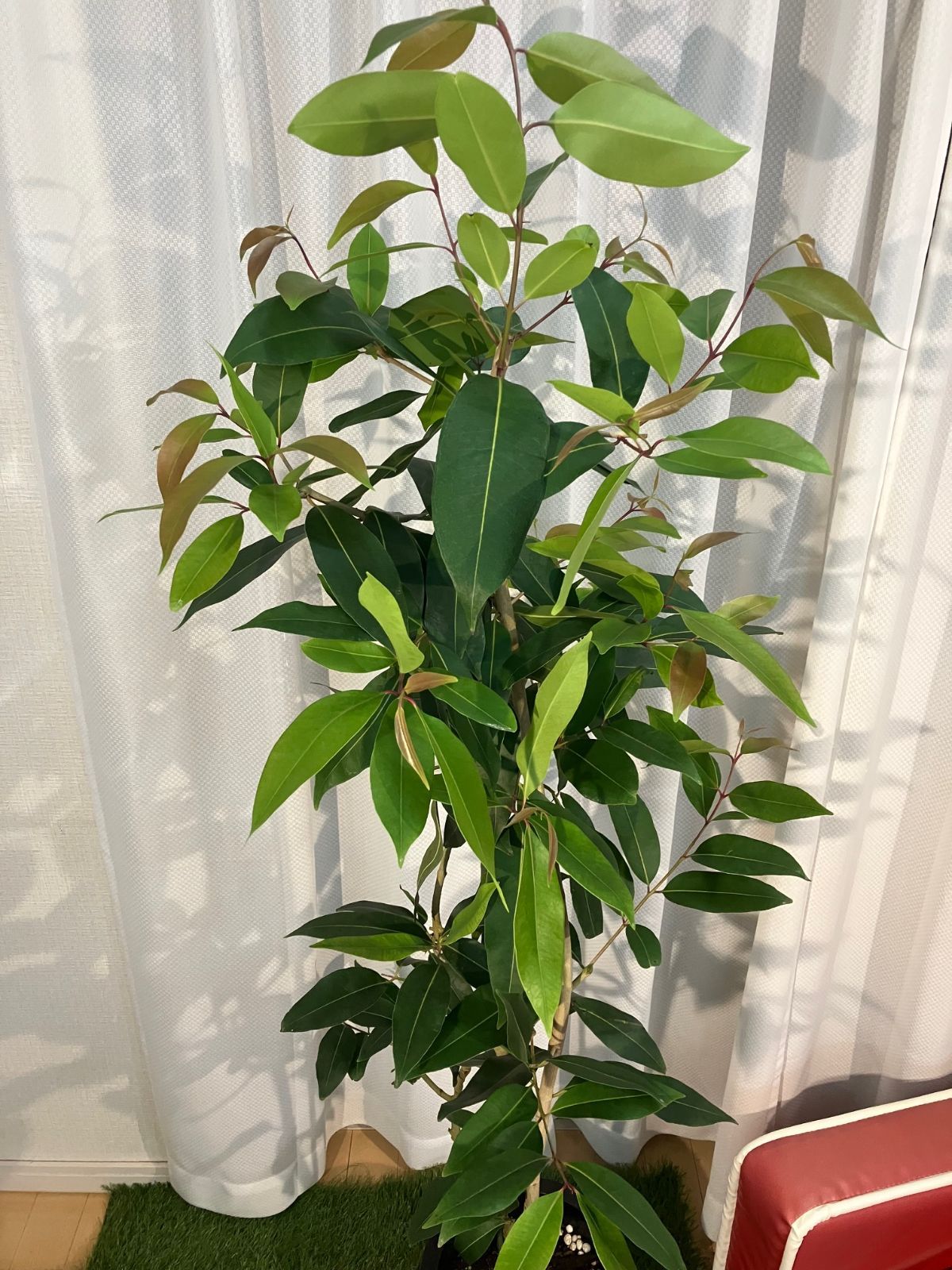 現物販売