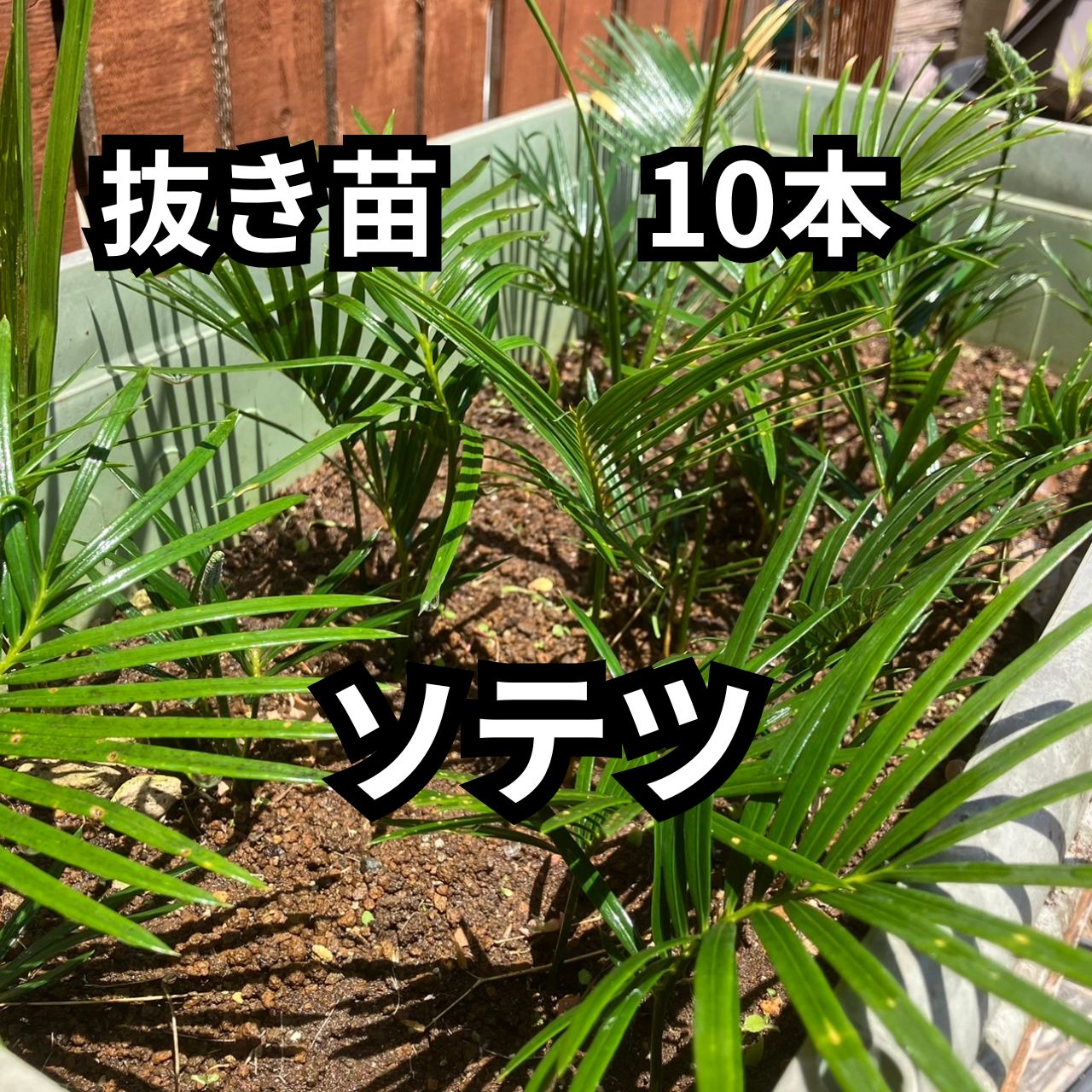 ☆20％オフセール中☆【抜き苗】10本 ソテツ 蘇鉄 cycas revoluta