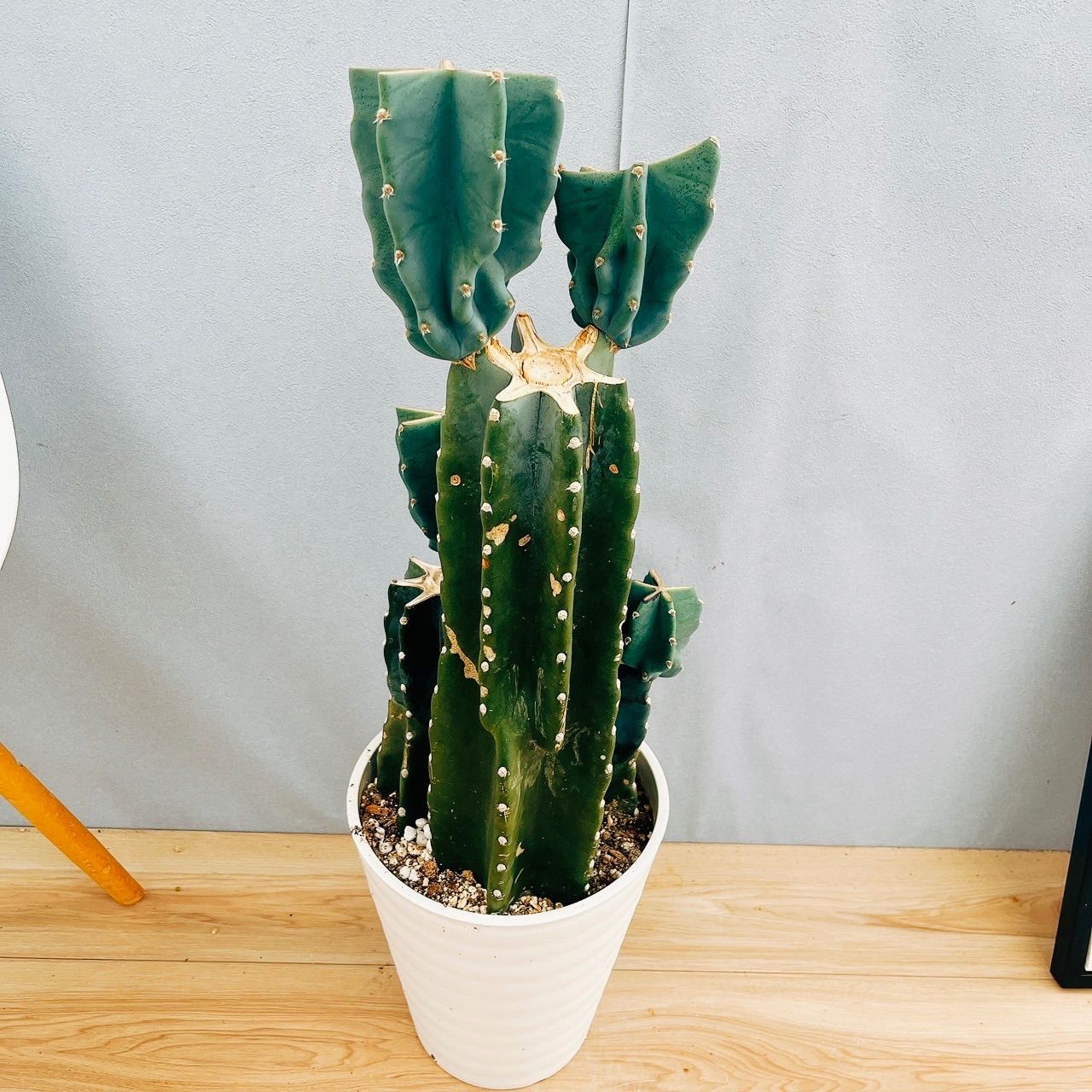 現品］5番 柱サボテン 鬼面角 ブランチ 3本植え 8号 観葉植物