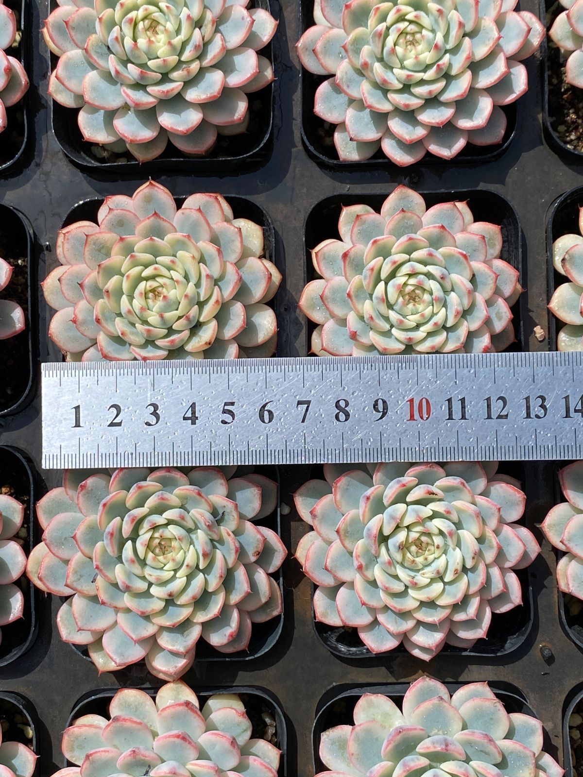 N*y様 M778　キャビア　70株　多肉植物 抜き苗 エケベリア 韓国苗 N*y様 M778 キャビア 70株 多肉植物 抜き苗 エケベリア 韓国苗 N