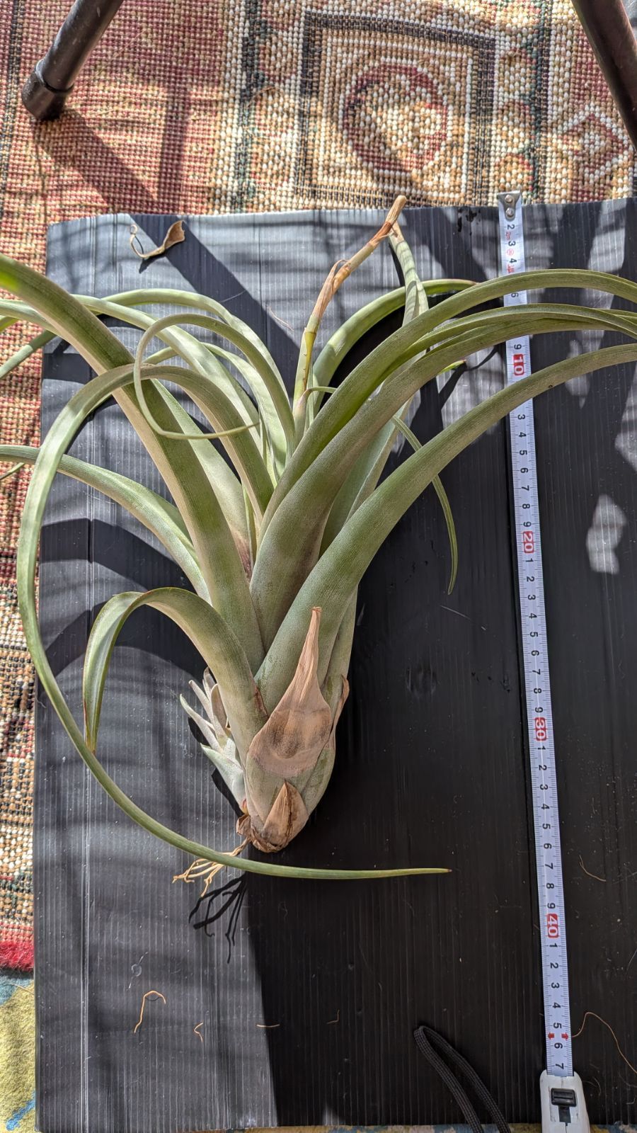 チランジア フレクスオーサ ツイステッド パープル USTAUSTRALIA_COM_AU