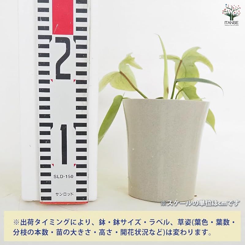 Mint サトイモ科フィロデンドロン属