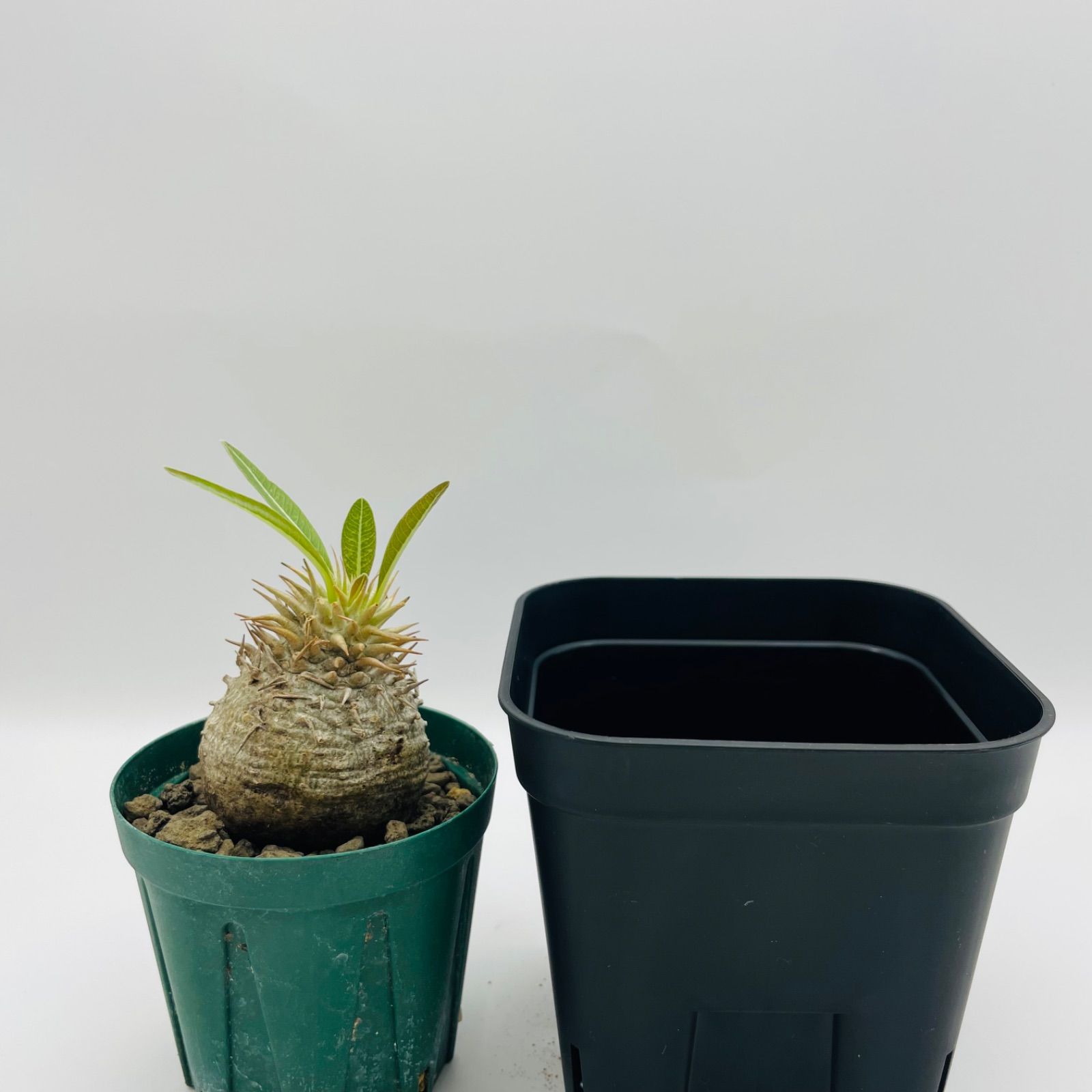 わさびグラキリス 発根済 現地球 fit=scale-down,w=1200