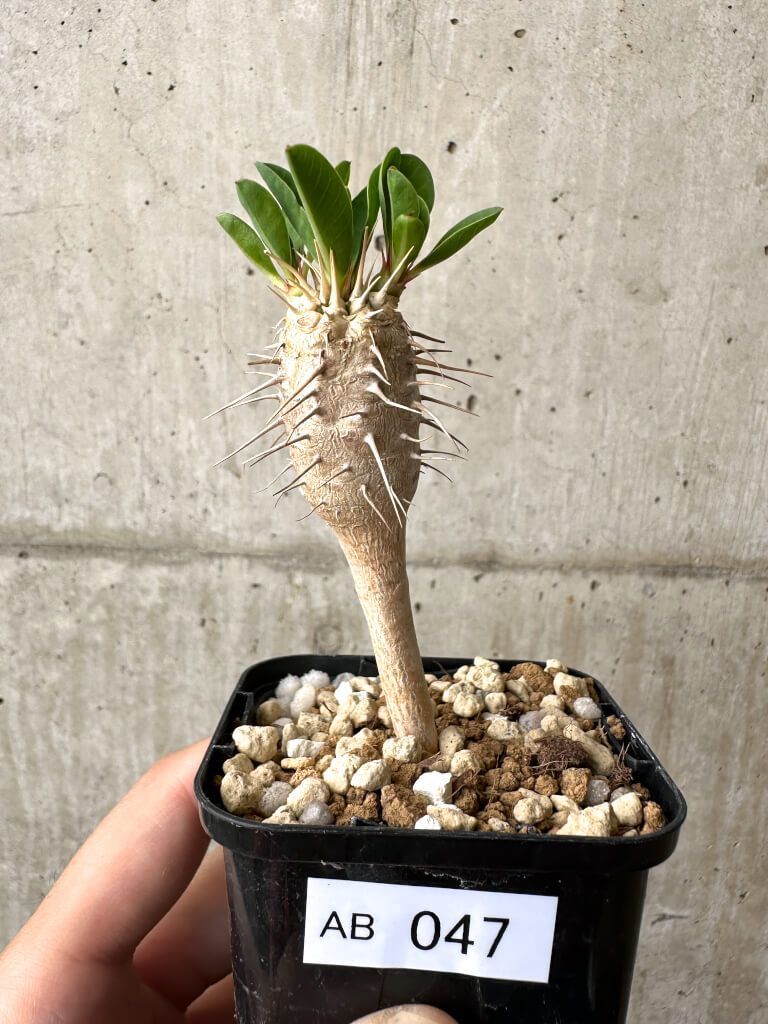 観葉植物 【現品限り】ユーフォルビア・ギラウミニアナ【AB47