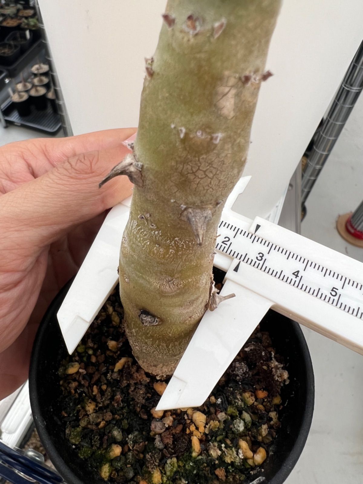 ペラルゴニウム クリンガルドテンセ Pelargonium klinghardtense