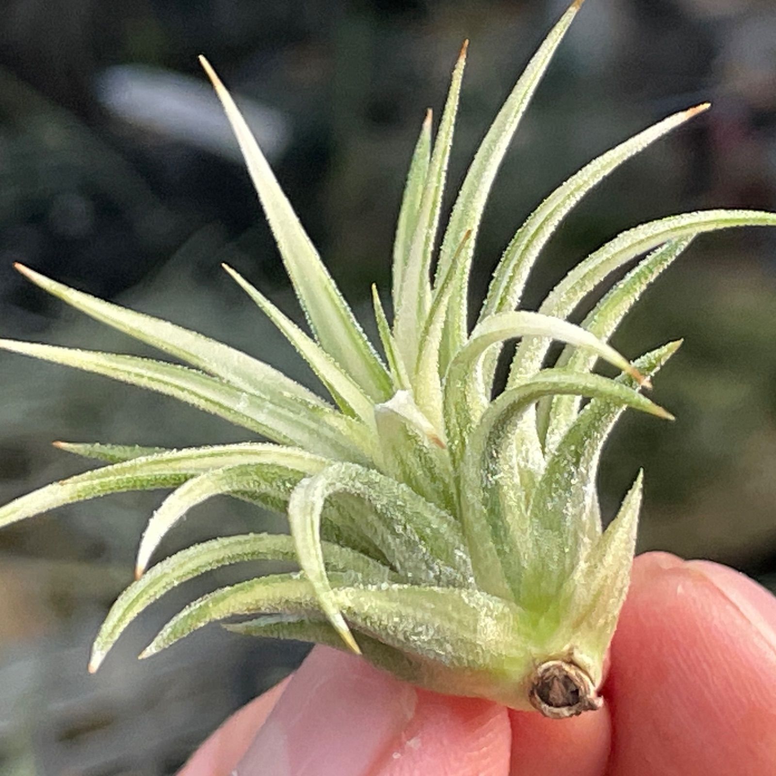 5φ×4]チランジア イオナンタ アルボマルギナータ Tillandsia ionantha