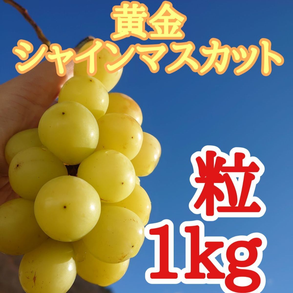 黄金シャインマスカット 粒バラ1キロ 箱込み家庭用長野県産種 