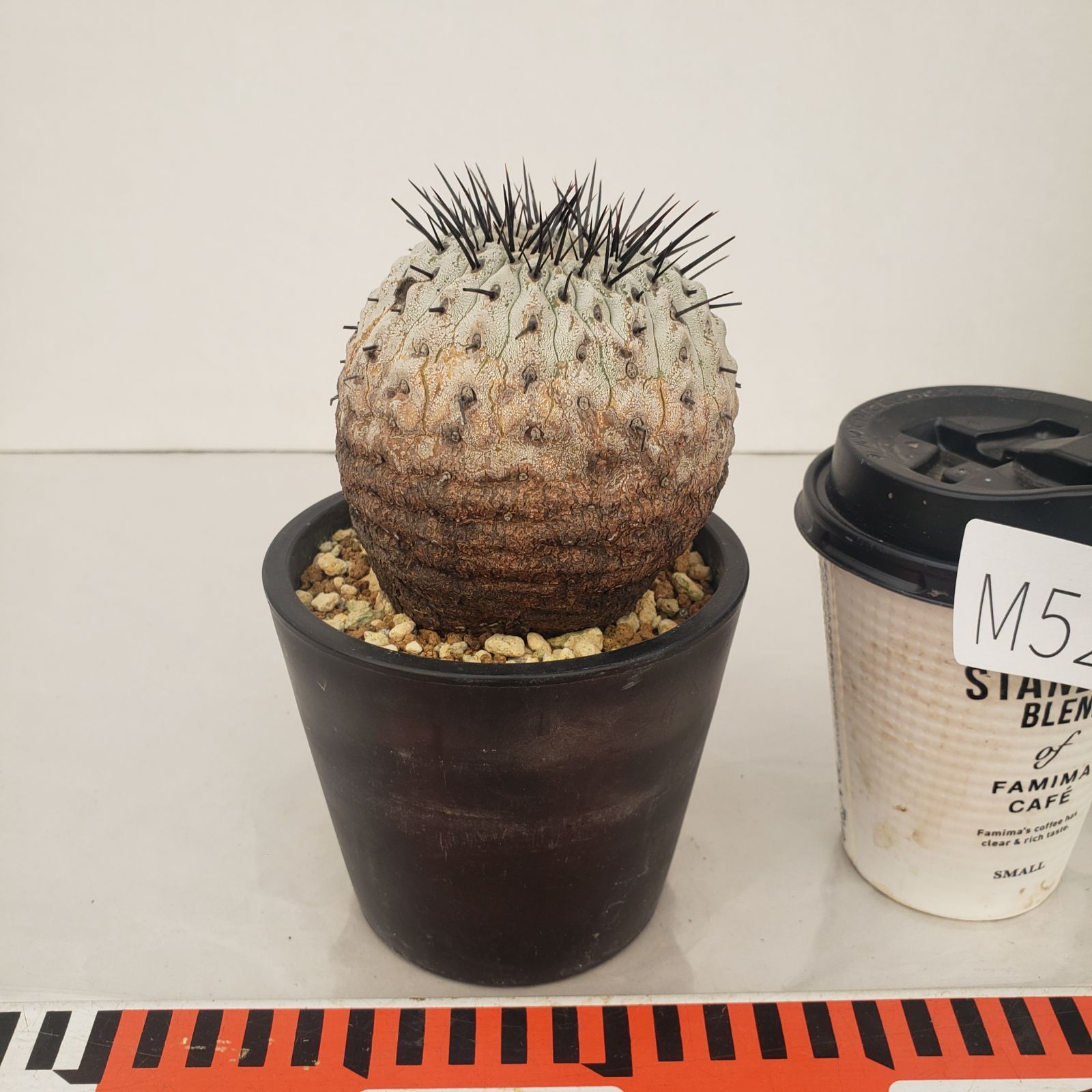 コピアポア カルデラナ 実生 大株 鉢植えメルカリ便発送( •ω- )☆ M528【自社養生株】コピアポア コルムナアルバ（発根株・鉢植え