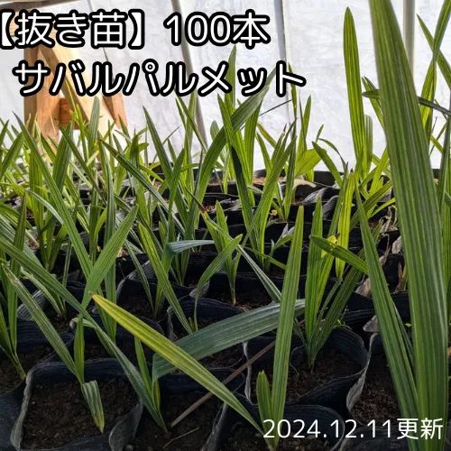 抜き苗 サバル パルメット sabal palmetto 100本 2025年１２月１１日更新