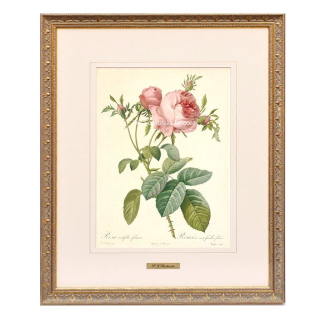 絵画 インテリア ルドゥーテ ローズ 絵額 複製画 『 バラ図譜 』 ロサ