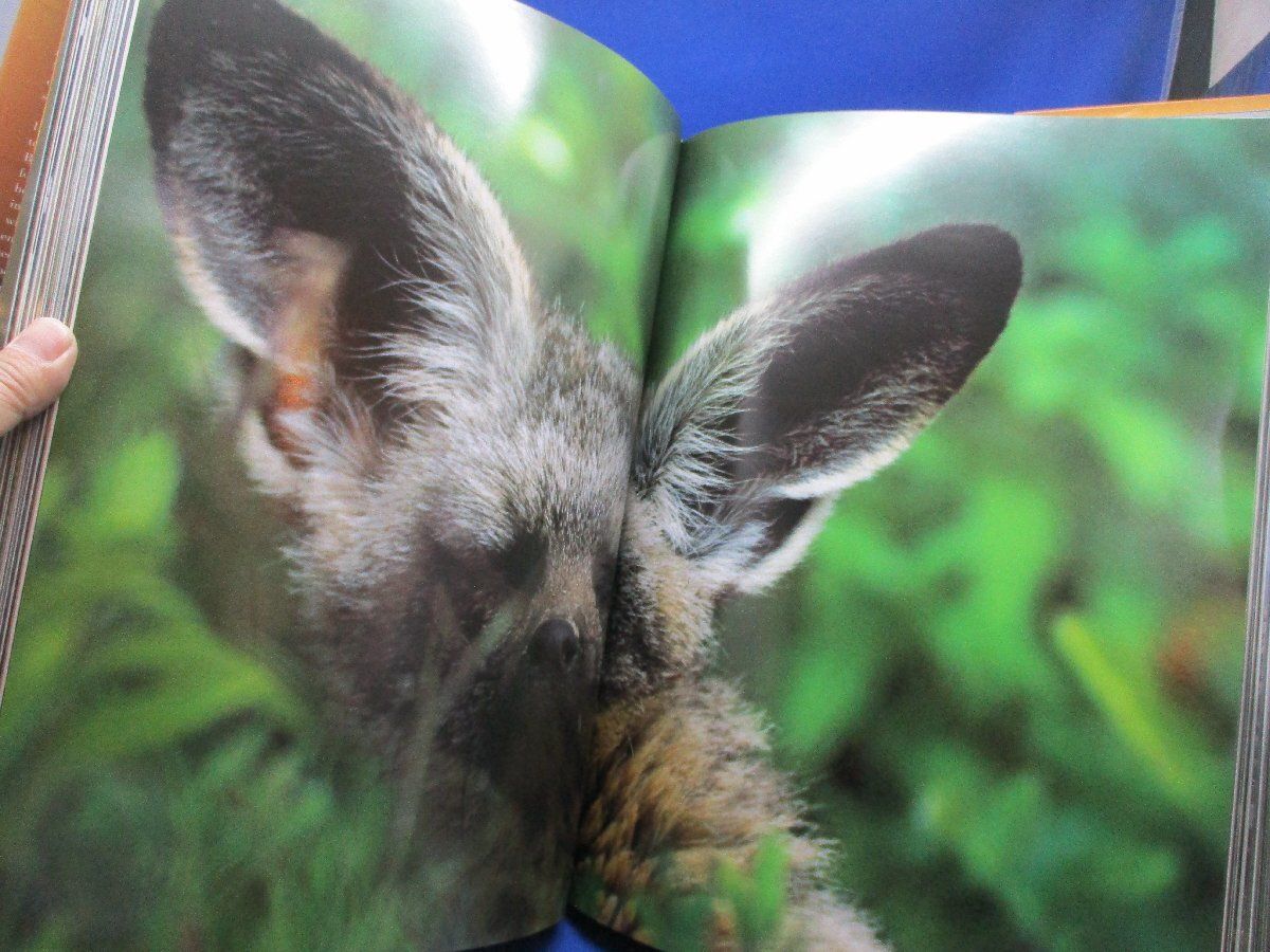 ンゴロンゴロ ラインハルト