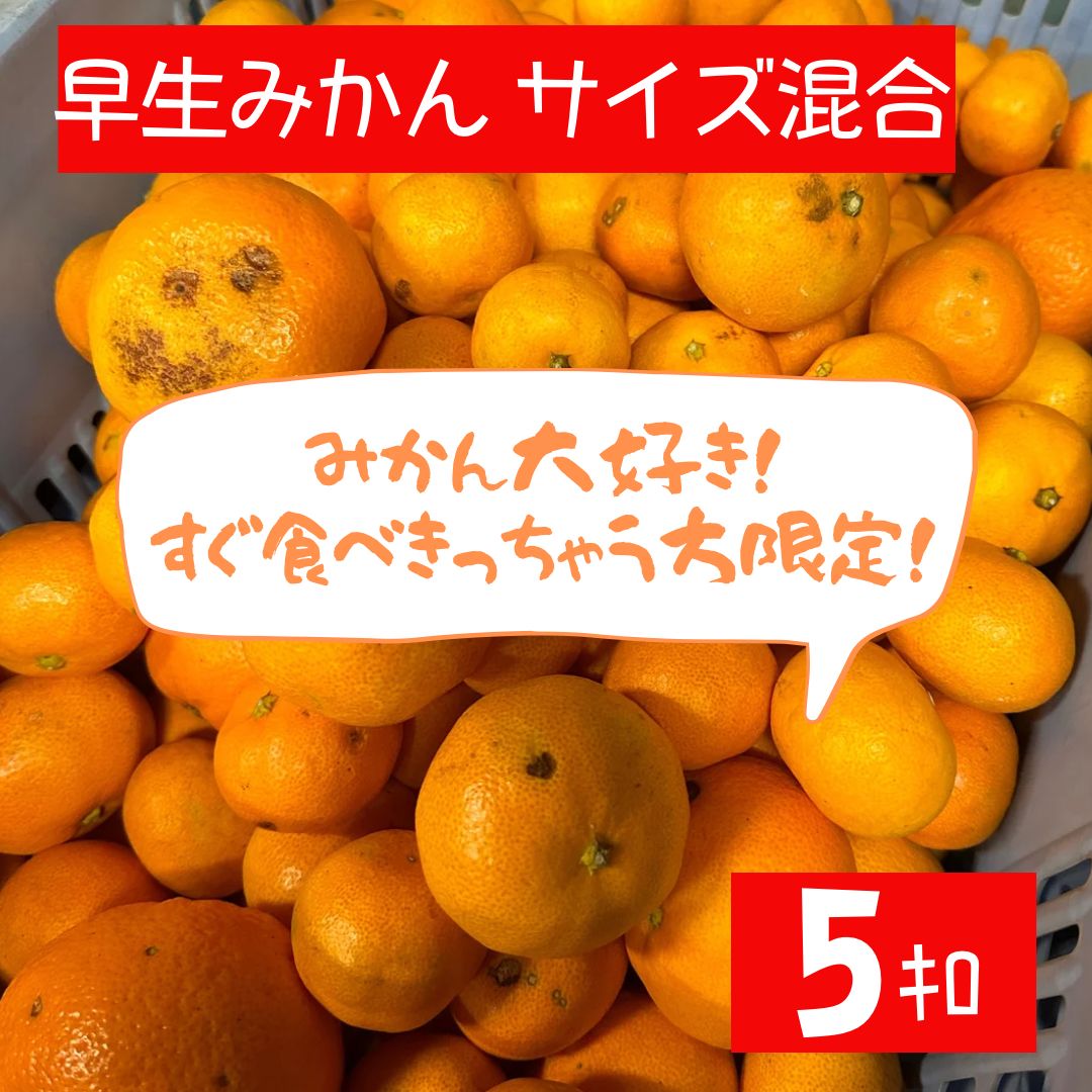 超訳あり！サイズ混合『早生みかん』5キロ 静岡県浜松産 - メルカリ