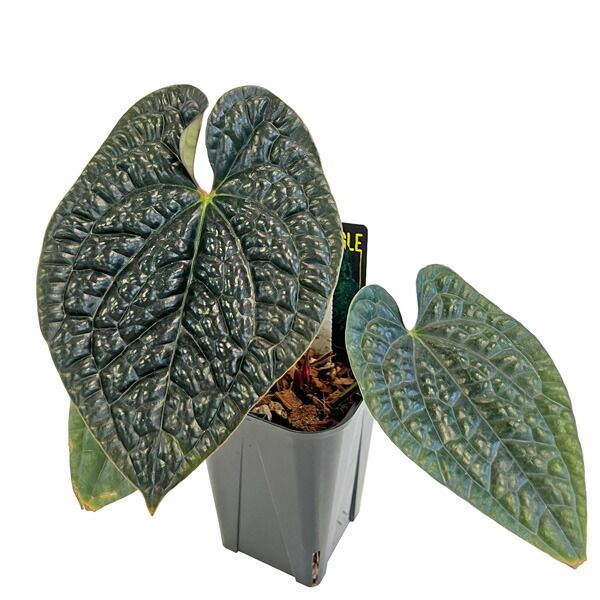 アンスリウム ルクスリアンス アンスリウム ルクスリアンス ブラック