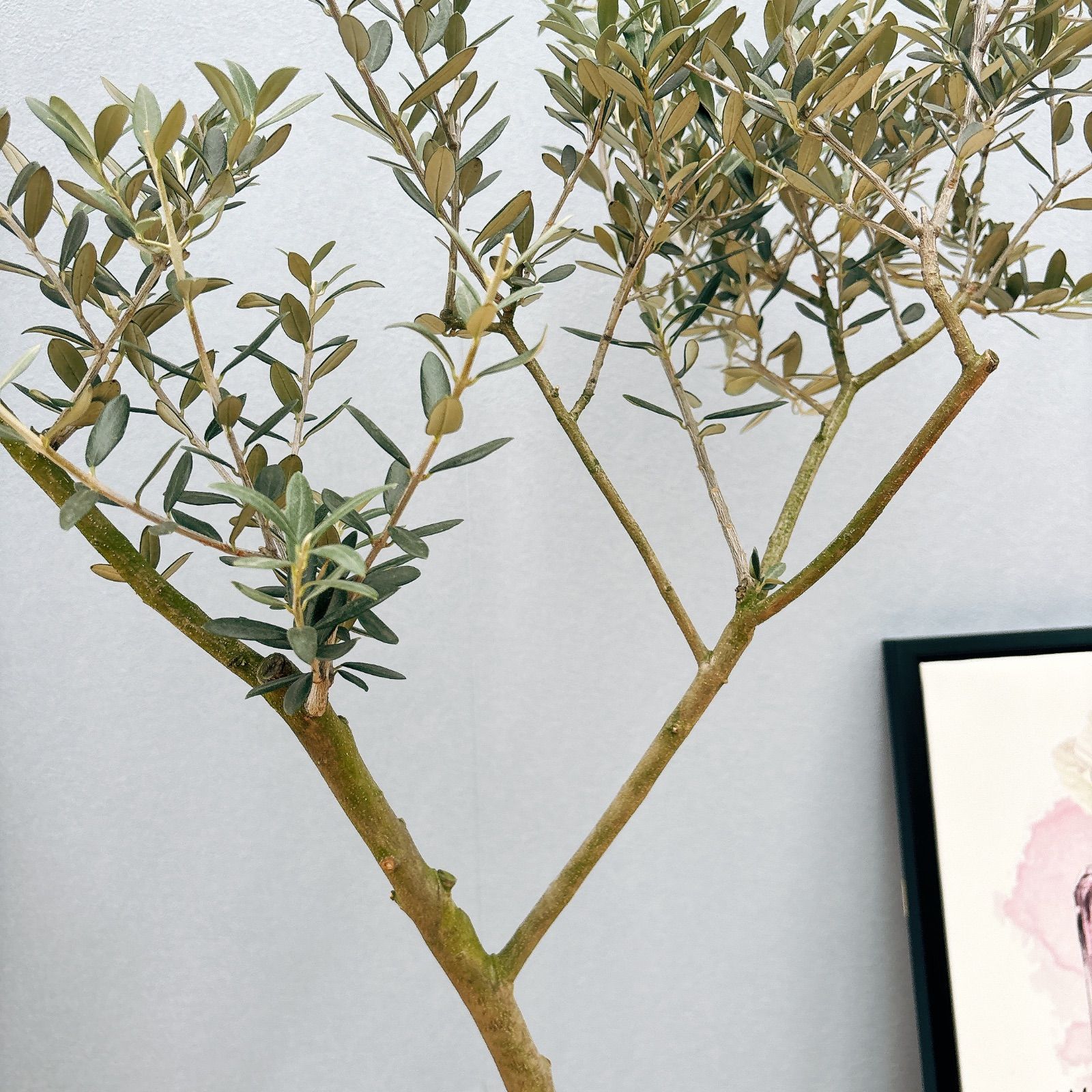 現品］2番 創樹 オリーブ マンザニロ 7号 観葉植物 ベランダ
