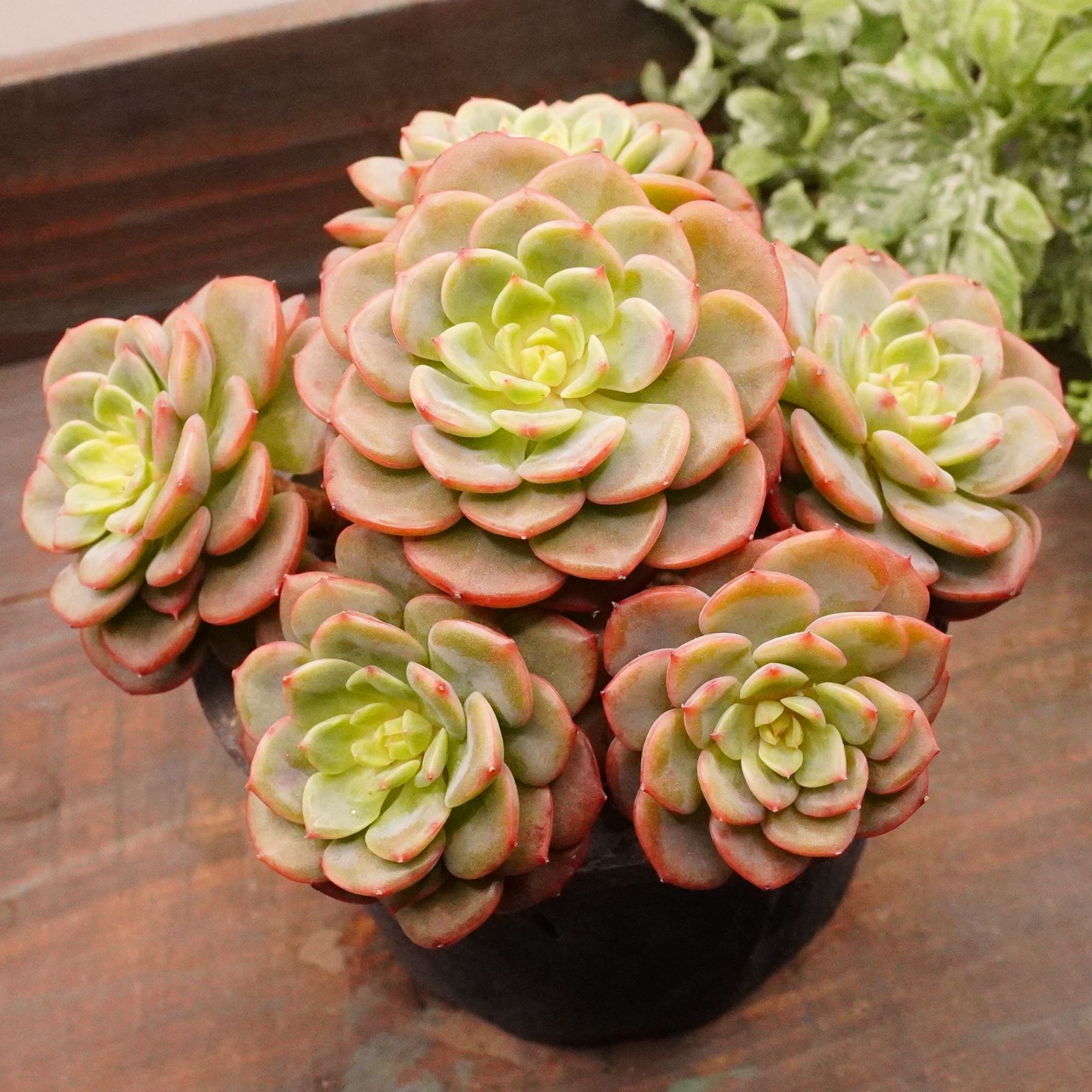 シュガーベイビー群生 抜き苗 韓国苗 多肉植物