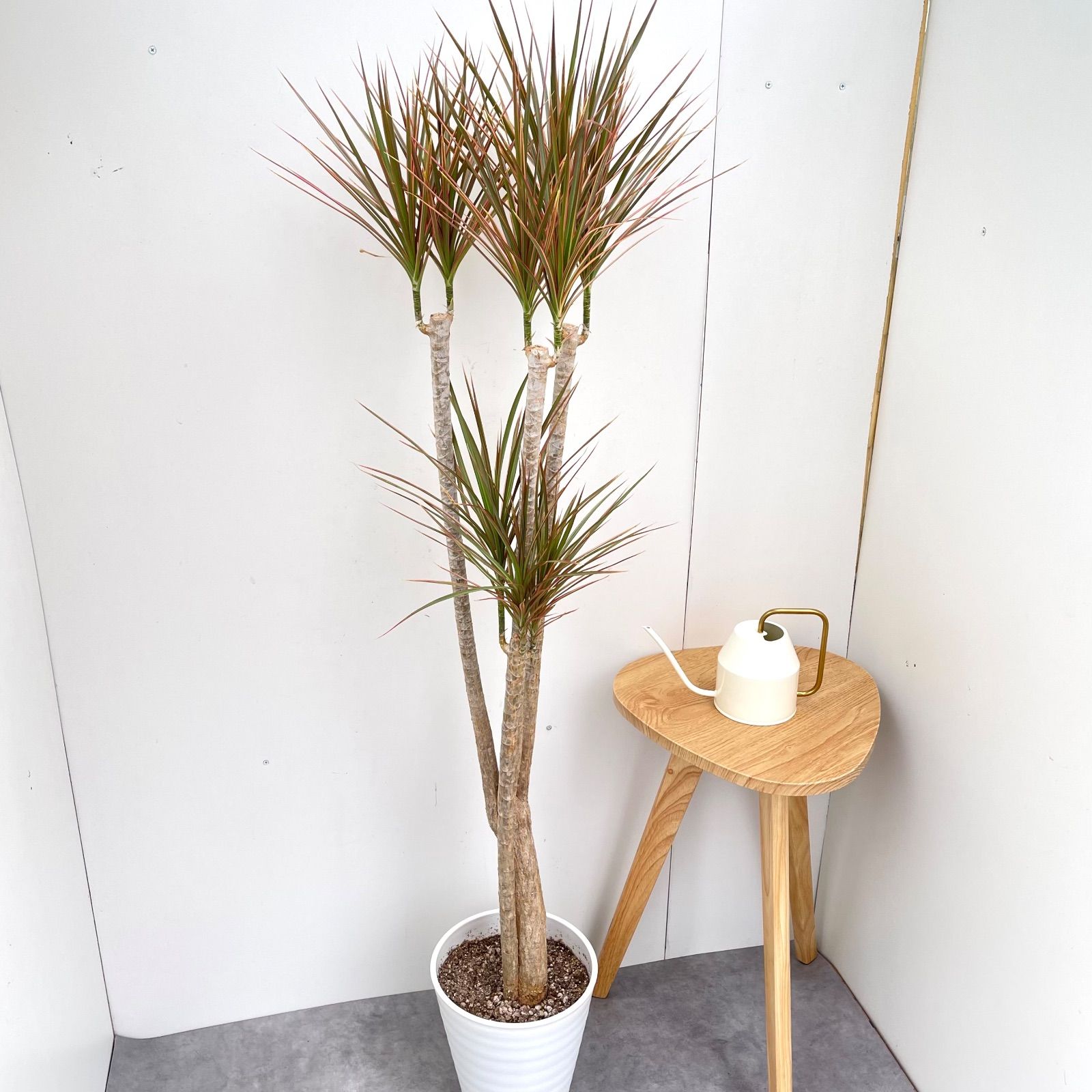 ドラセナ コンシンネ レインボー 4 現品 観葉植物 室内 大型