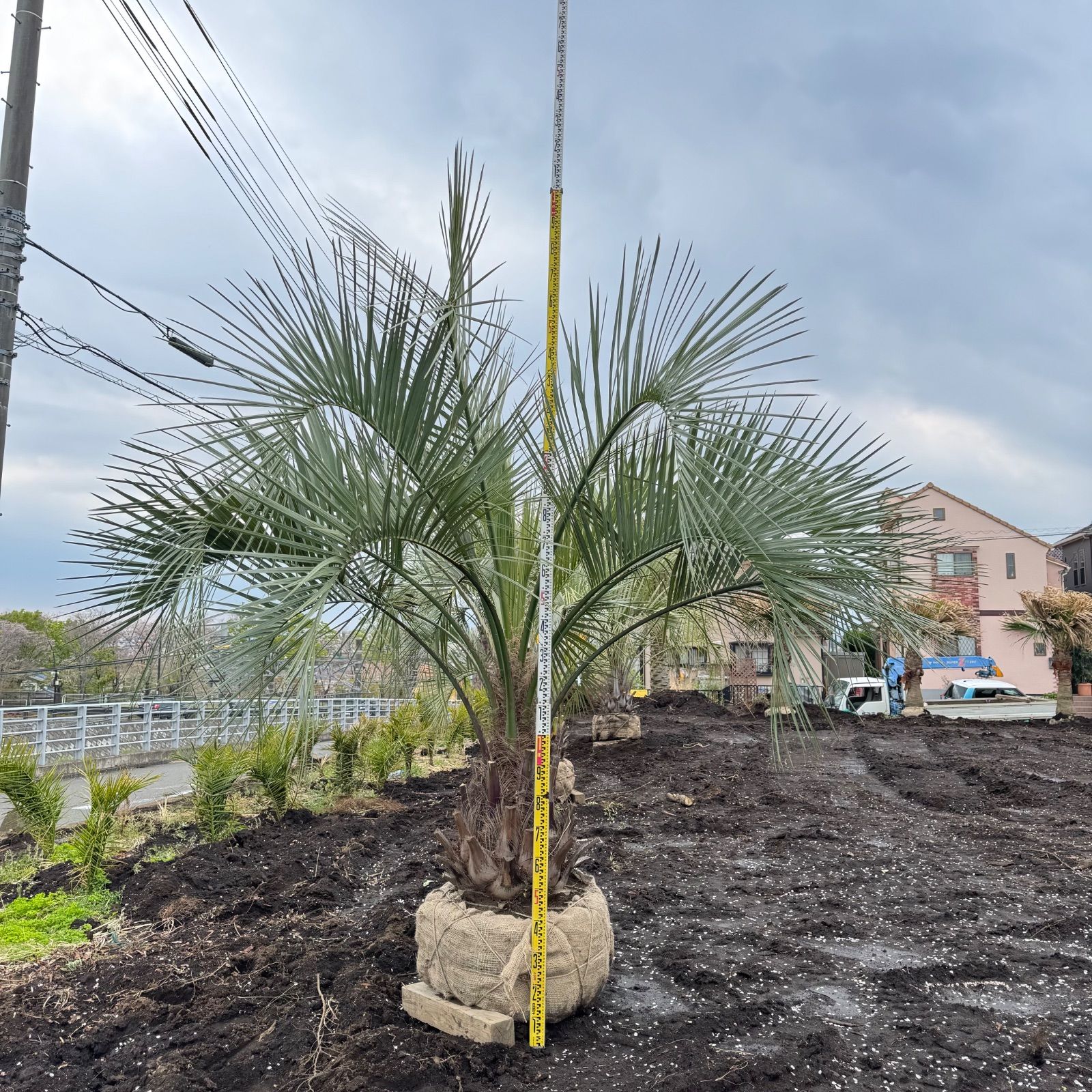 ココスヤシ3m ココスヤシ3m オンラインショップ：ココスヤシ（3m）｜埼玉県