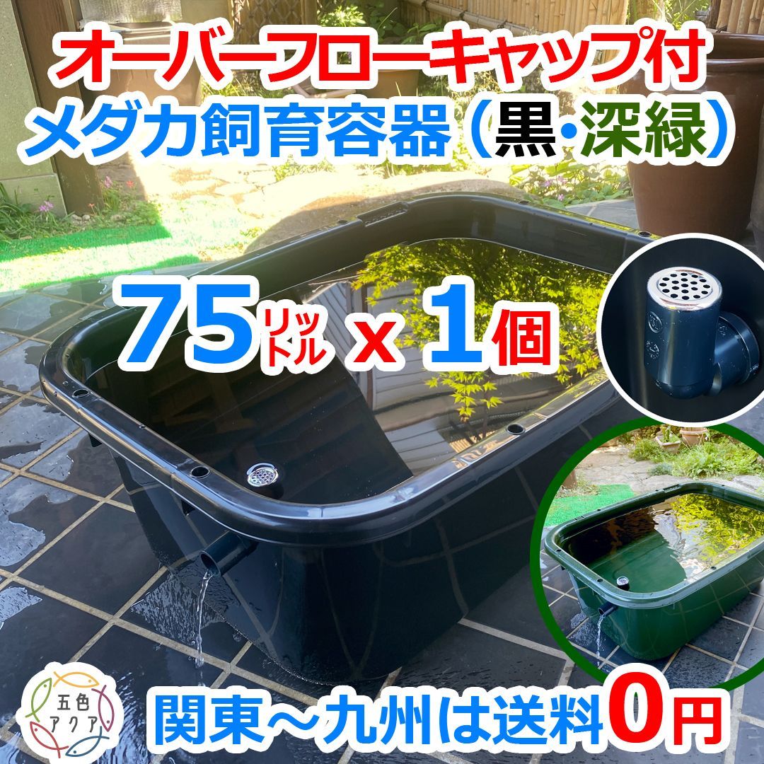 新タイプ】メダカ飼育ケース 75㍑x1個【黒・深緑あり