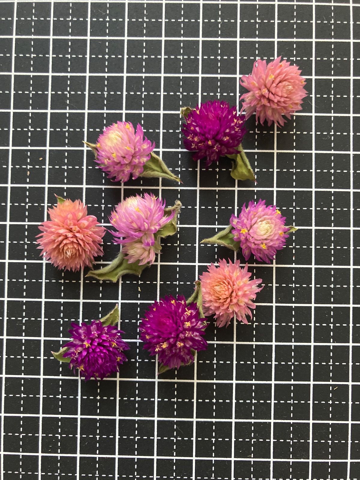 千日紅 ドライフラワー 200輪以上 - メルカリ