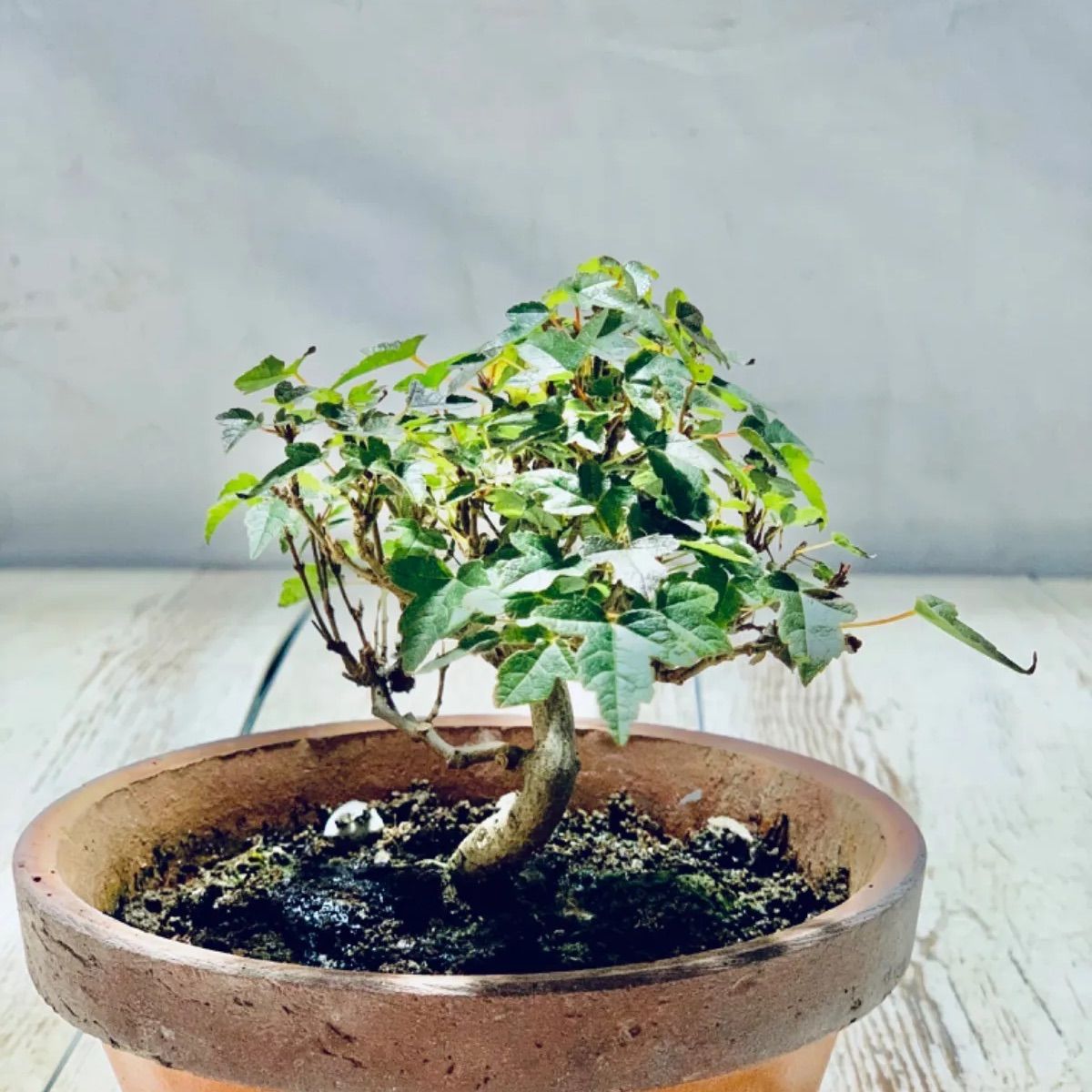 カエデ 小品盆栽 ミニ盆栽 かえで - メルカリ