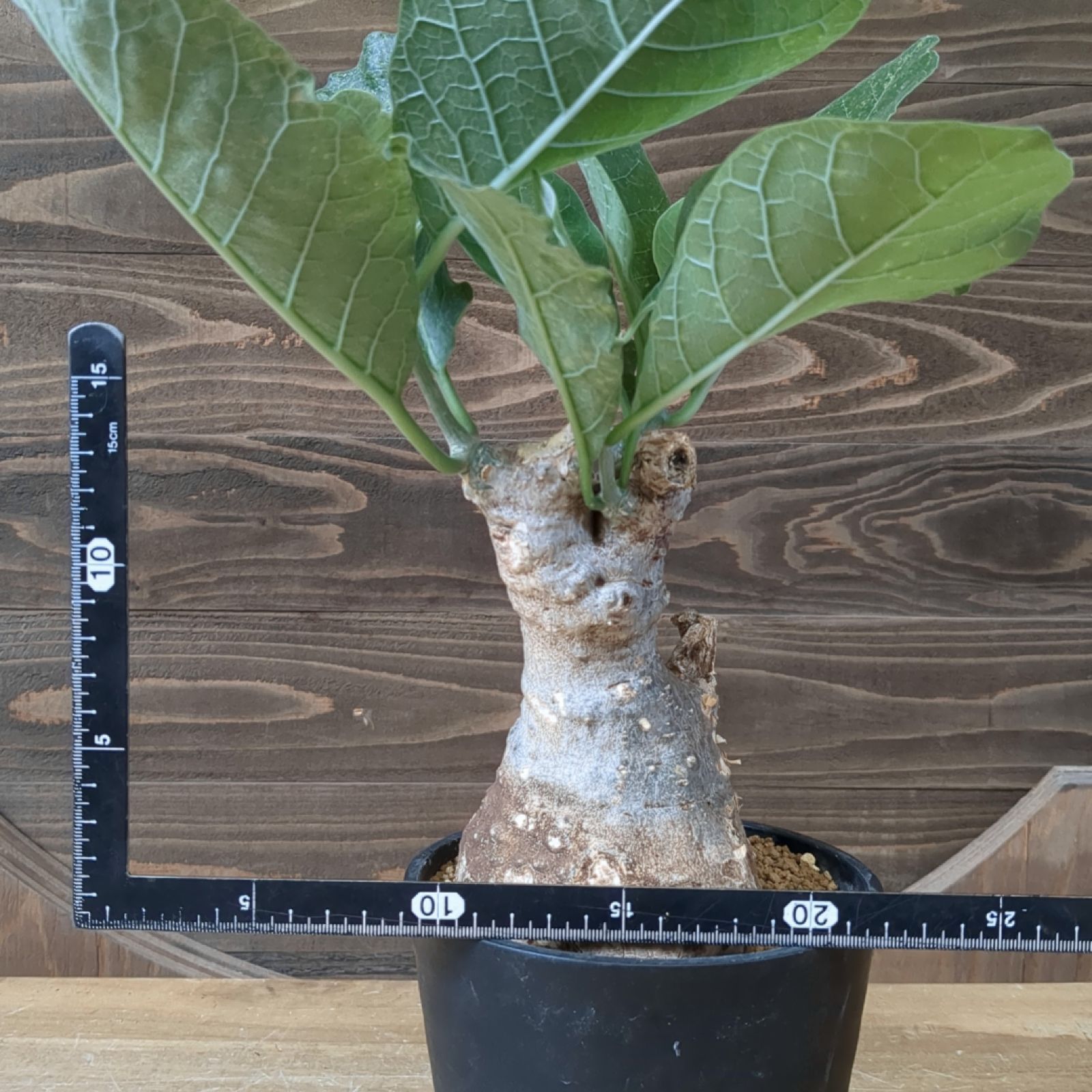 フォッケア ムルチフローラ【現物発送】鉢のまま発送 B - メルカリ