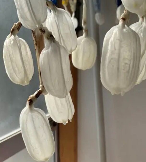 美しい純白　ウバユリ　花材ドライフラワー ブリーチ乾燥済み　リース／スワッグ等に