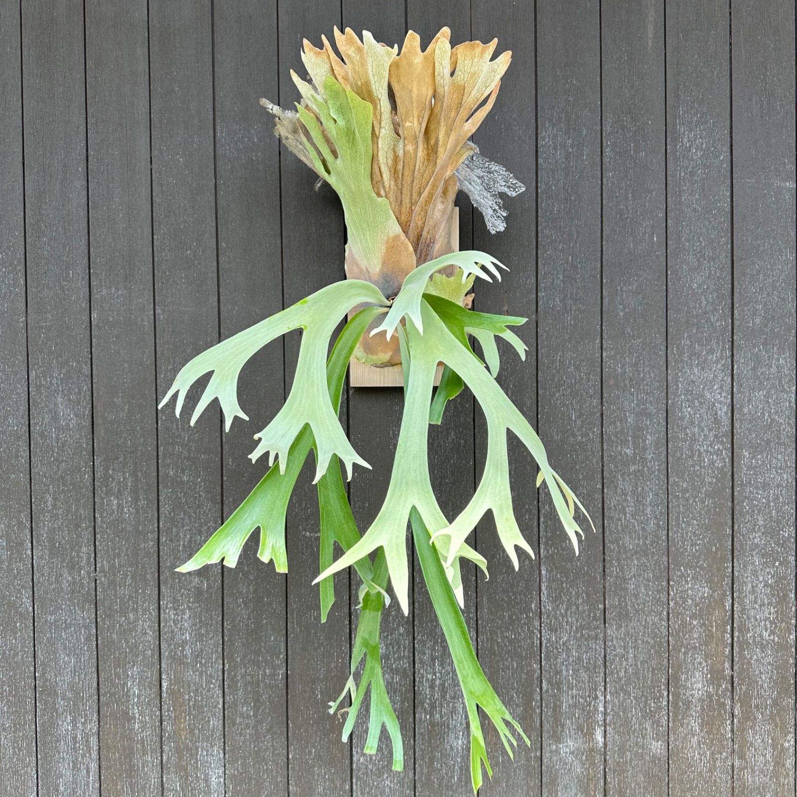 P.Willinckii ウィリンキー　輸入株　群生 現品】ビカクシダ・ウィリンキー・ナノ 胞子培養 P. willinckii Nano