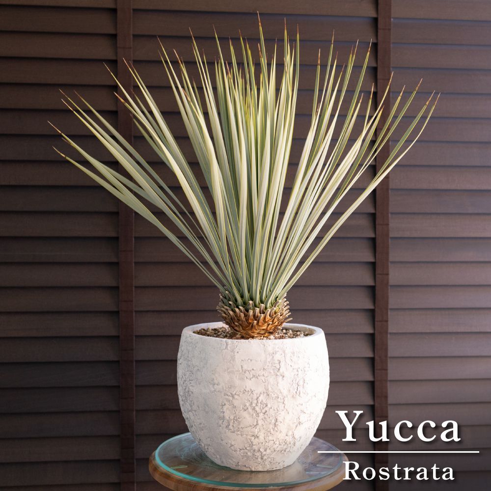 ②ユッカ　ロストラータ　8号　鉢のまま　メルカリ便で発送　ドライガーデン ②ユッカ ロストラータ 8号 鉢のまま メルカリ便で発送 ドライ
