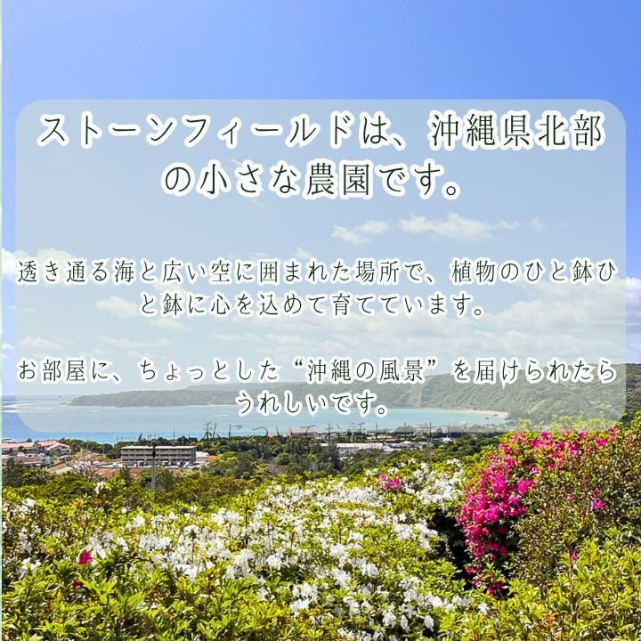 パキラ ミルキーウェイ × ムーンライト｜塊根風パラソル樹形A１０｜無機質用土 パキラ ミルキーウェイ × ムーンライト｜塊根風パラソル樹形A12