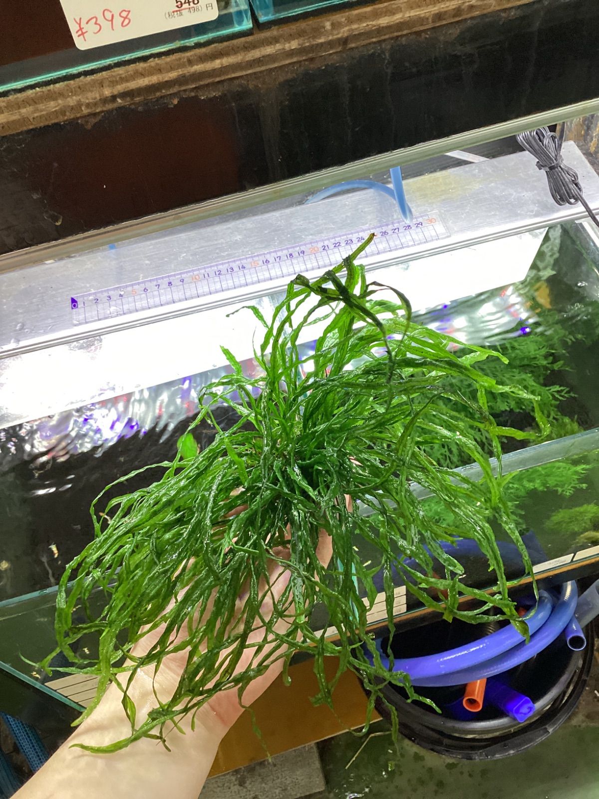 ミクロソリウム 本ナローリーフ 大株