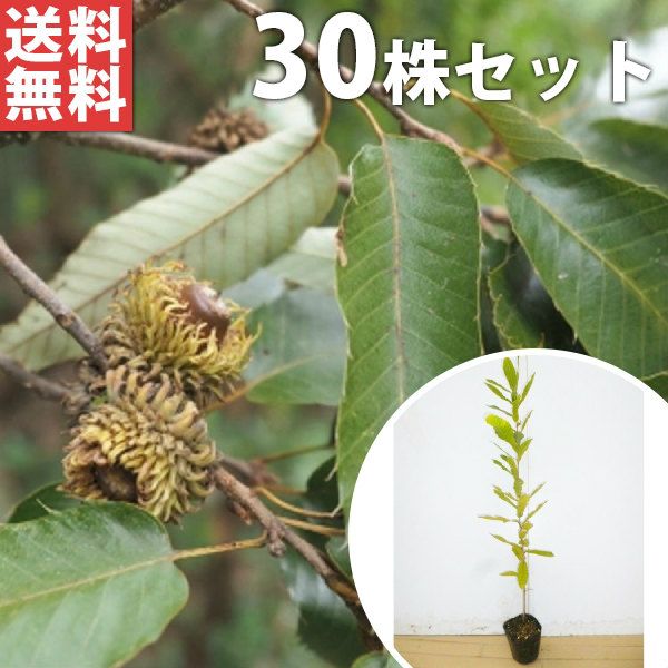 苗/苗木 【30本セット】 クヌギ 樹高0.5m前後 10.5cmポット くぬぎ 椚 櫟 苗木 苗 植木 庭木 生け垣 ka 30本 30 - メルカリ