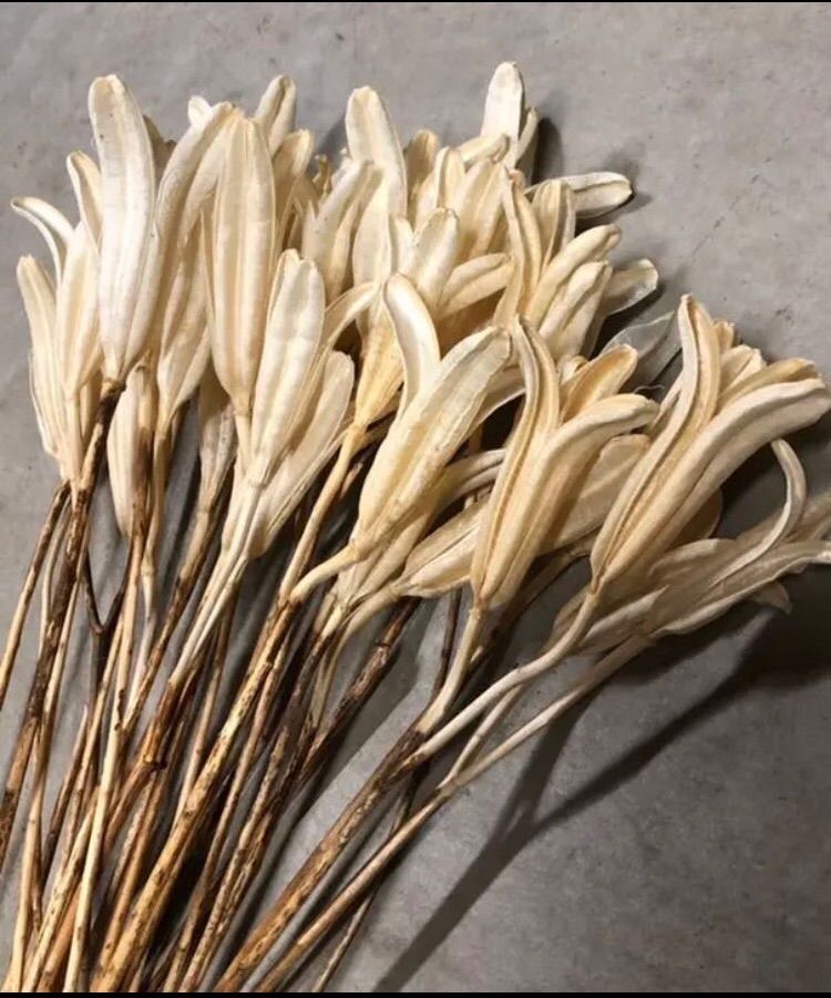 ❇️ドライフラワー ユリの花殻❣️ ユリの花殻 ドライフラワーの通販 by しゃん｜ラクマ