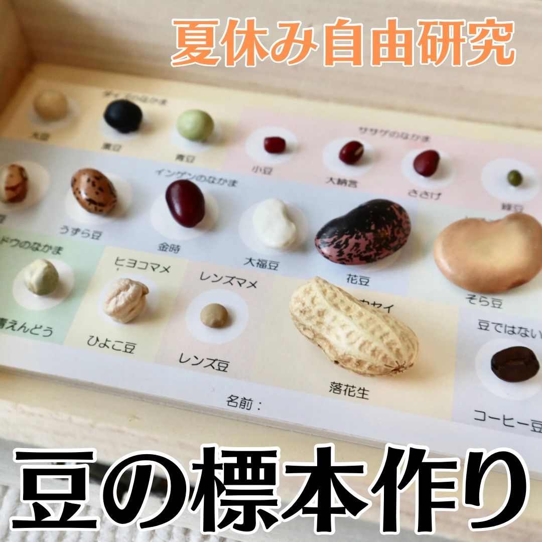 夏休み自由研究 豆の標本を作って豆博士になろう！ 標本箱あり - メルカリ