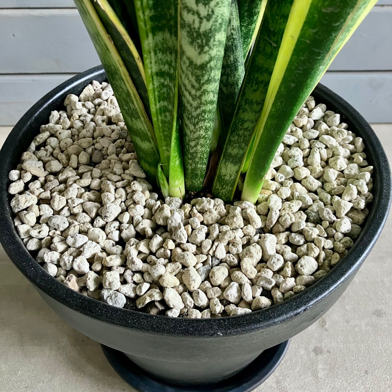 サンスベリア ローレンティ