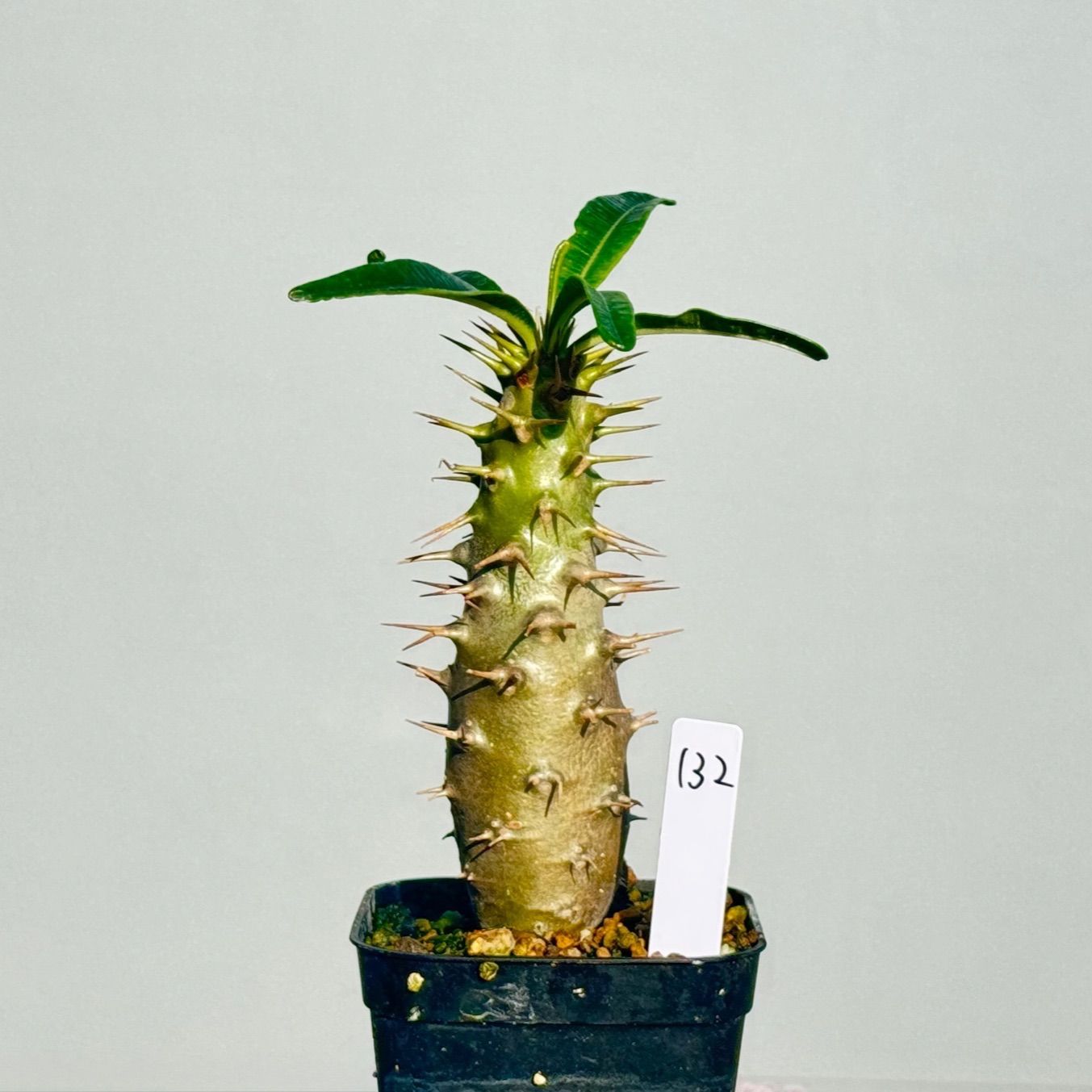 パキポディウム　アンボンゲンセ　良型　鉢ごとメルカリ便④ パキポディウム アンボンゲンセ 良型 鉢ごとメルカリ便③ - メルカリ