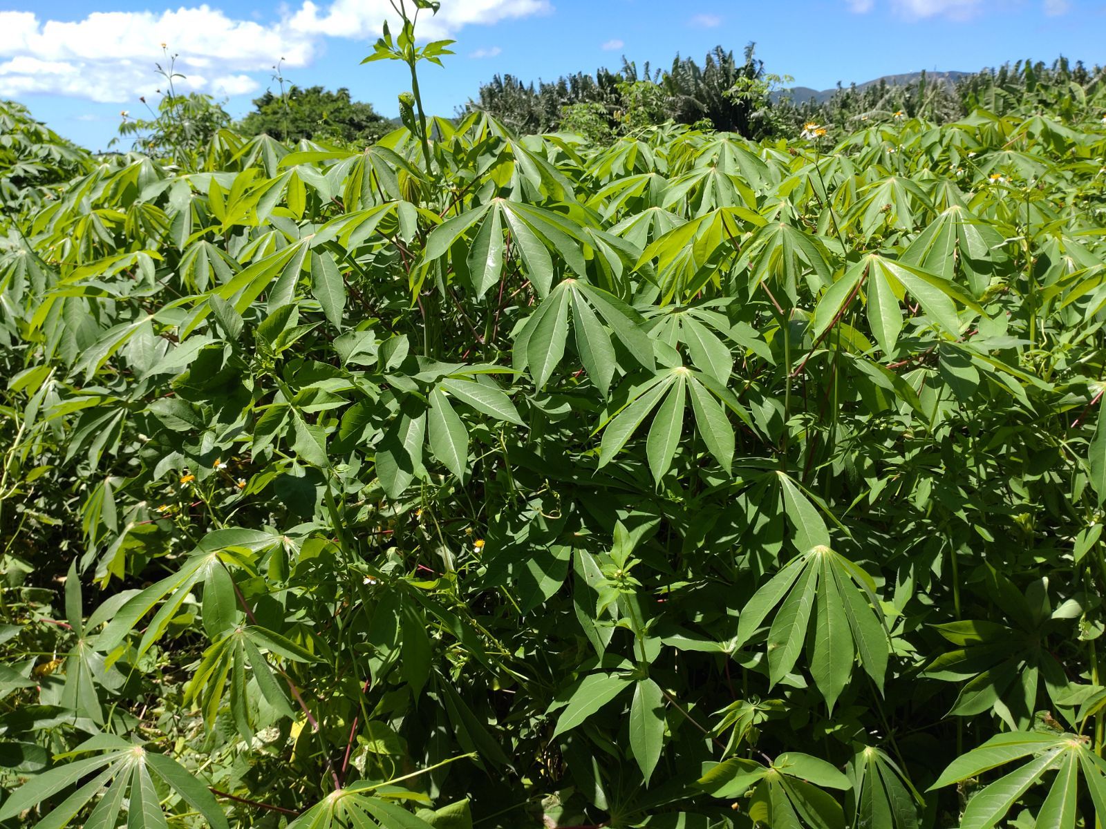 キャッサバ挿木用苗木２０本入り 黄色系スイート種 沖縄県石垣島産