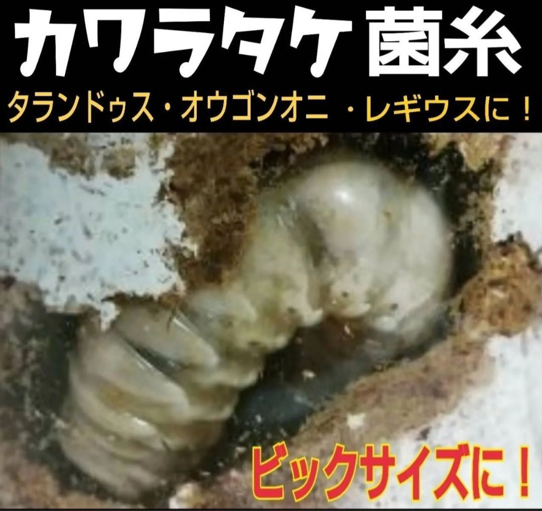上 カワラタケ菌糸瓶