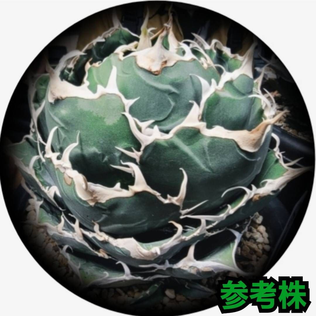 レア希少植物 ザミアプミラ 人気の2頭株 レア多頭植物 希少ザミア