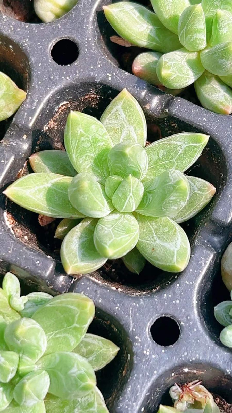 新発売 LL1008 グリーンスター 105苗セット 土と根付き 多肉植物