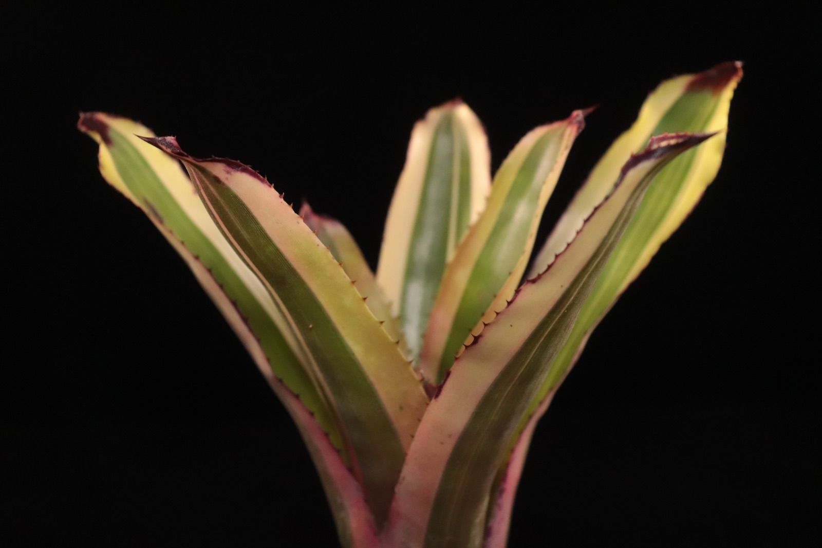 送料無料】Aechmea distichantha × caudata〔エクメア〕現品発送A0152