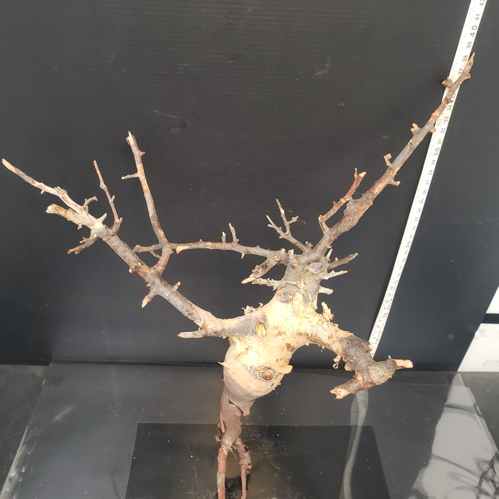 Z434 最新到着 Commiphora カタフピュア 現地球 抜き苗 灌木系 塊根植物 コミュフォラ カタフピュア