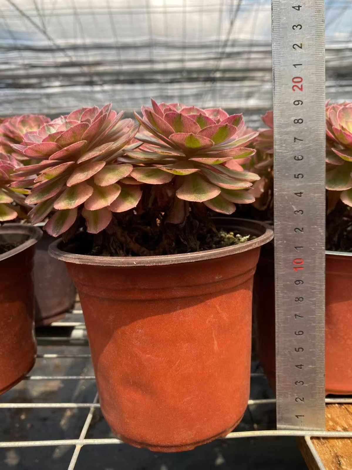 エケベリア 韓国苗