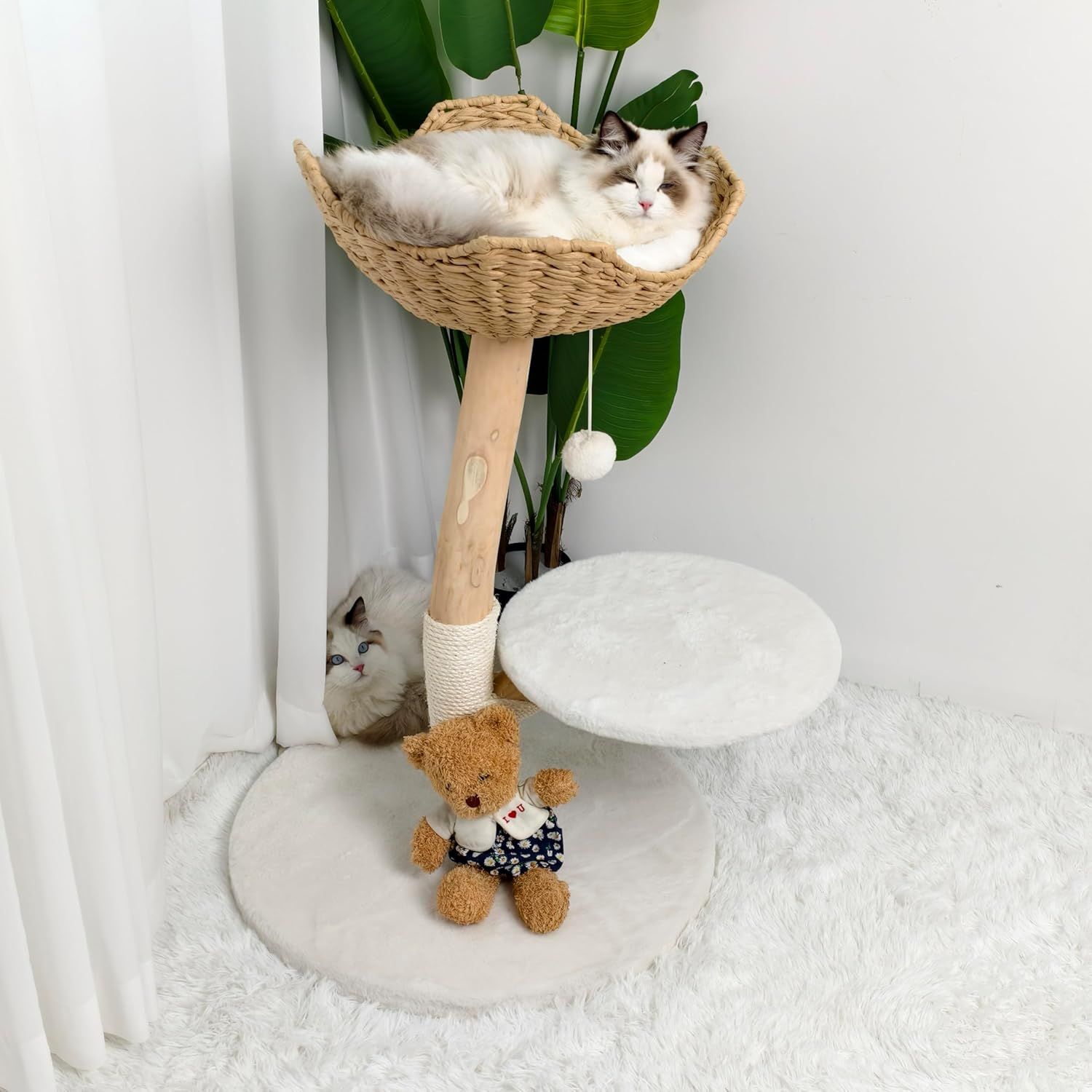 大型猫用